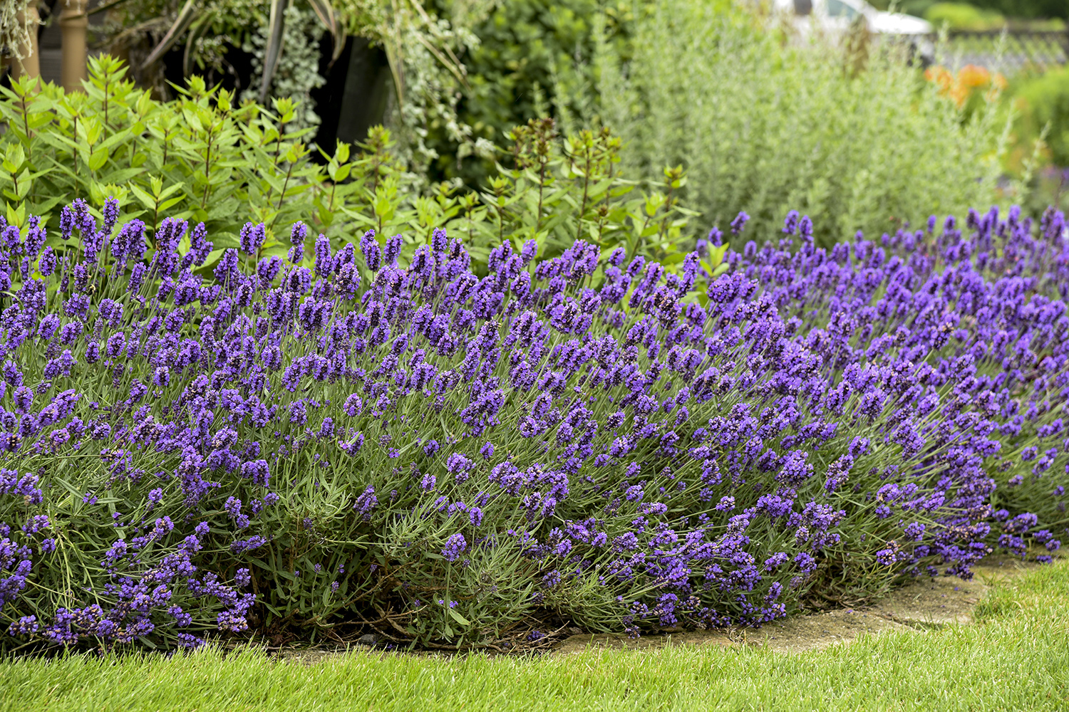 Lavender